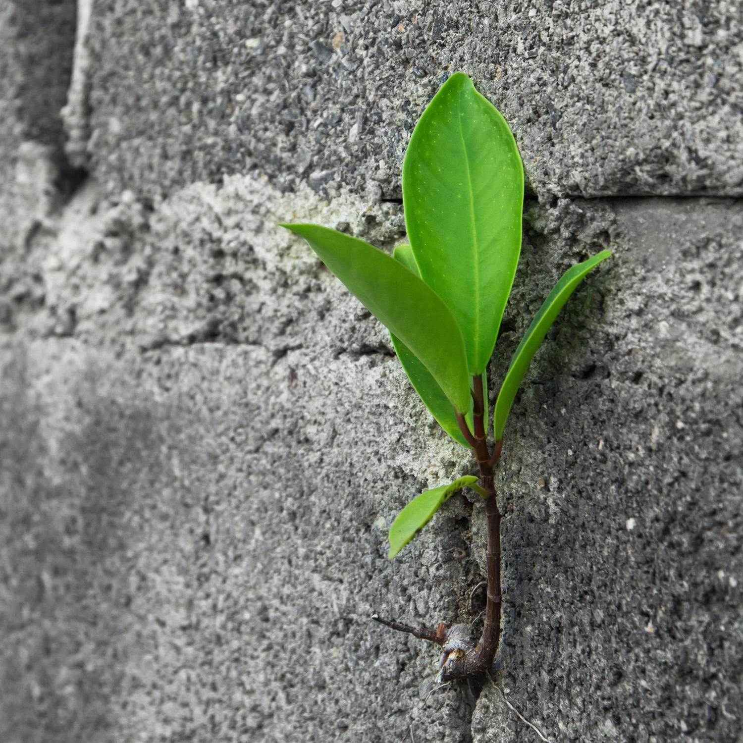 Decorative image - Small green plant with three leaves growing from between concrete blocks in a wall