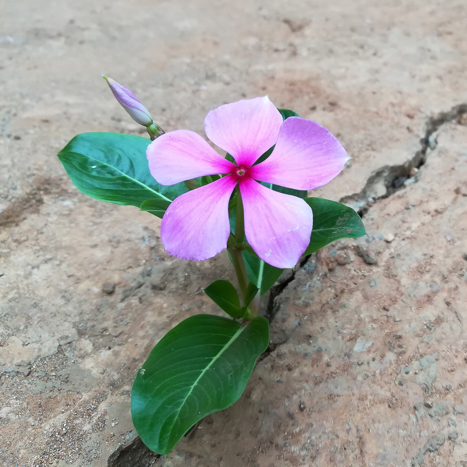 Decorative image - Small plant with one pink flower growing from a crack in concrete